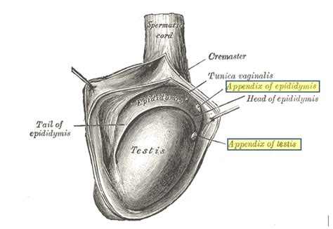 what is a testicular appendage